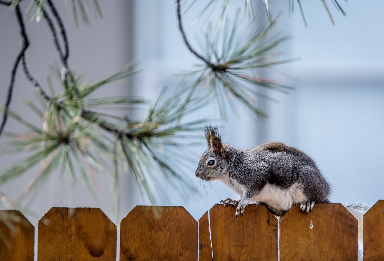 squirrel, rodent, fence, wooden fence, animal, mammal, wildlife, wood, whiskers, nature, outdoors, small animal, wooden, squirrel, squirrel, fence, fence, fence, fence, fence