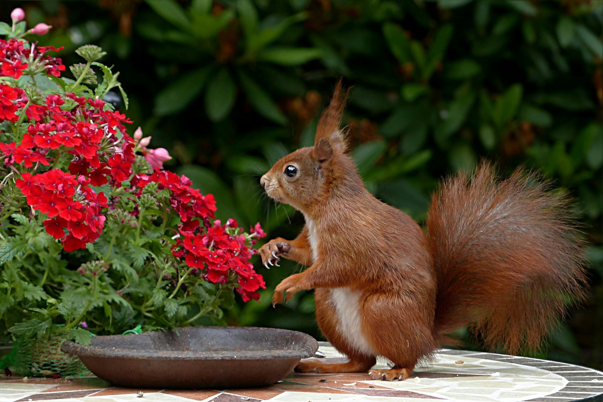 A red squirrel sits among vibrant red flowers, offering a charming glimpse into nature.